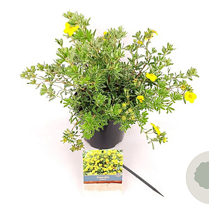 Potentilla f. 'Goldstar' 25-30 cm 3,0L
