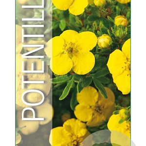 Potentilla f. 'Kobold' 25-30 cm 3,0L