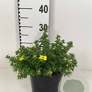 Potentilla f. 'Kobold' 30-40 cm 3,0L
