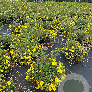 Potentilla f. 'Sommerflor' 30-40 cm 3,0L