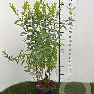 Spiraea billardii 50-60 cm 3,0L