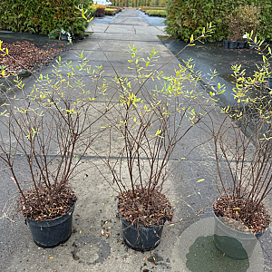 Spiraea cinerea 'Grefsheim' 50-60 cm 3,0L