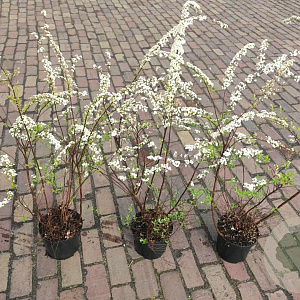 Spiraea cinerea 'Grefsheim' 50-60 cm 3,0L