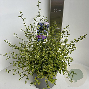 Ceanothus El Dorado 30-40 cm 5,0L