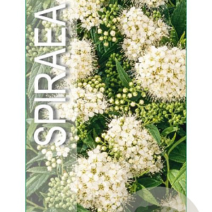 Spiraea jap. 'Albiflora' 25-30 cm 3,0L