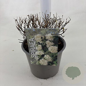 Spiraea jap. 'Albiflora' 25-30 cm 3,0L