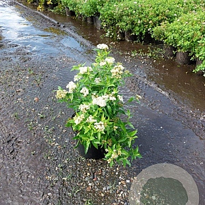 Spiraea jap. 'Albiflora' 25-30 cm 3,0L