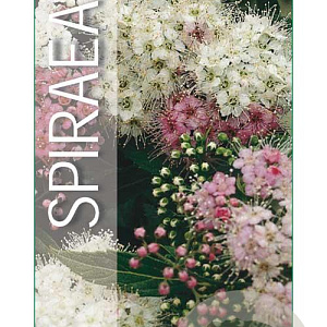 Spiraea jap. 'Genpei' 25-30 cm 3,0L