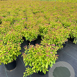 Spiraea jap. 'Goldflame' 25-30 cm 3,0L