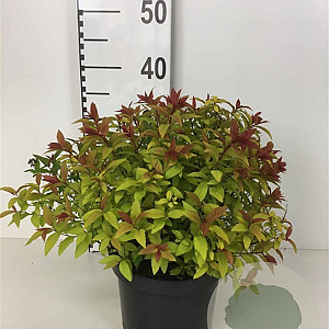 Spiraea jap. 'Goldflame' 25-30 cm 3,0L