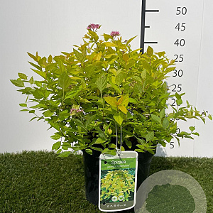 Spiraea jap. 'Goldmound' 25-30 cm 3,0L