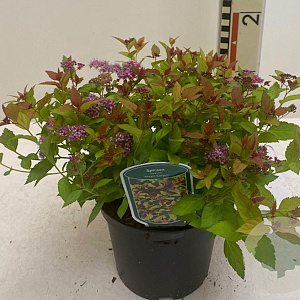 Spiraea jap. Magic Carpet 25-30 cm 3,0L