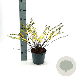 Spiraea nipp. 'June Bride' 30-40 cm 3,0L