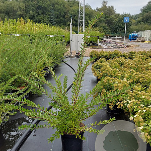 Spiraea nipp. 'Snowmound' 40-50 cm 3,0L