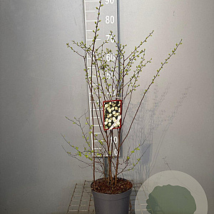 Spiraea vanhouttei 60-80 cm 3,0L