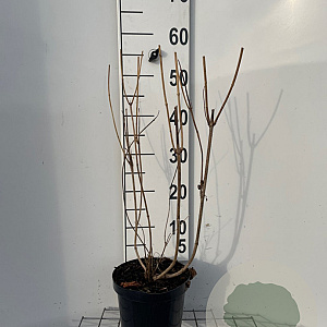 Weigela 'Bristol Ruby' 50-60 cm 3,0L