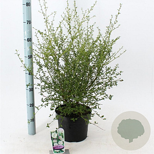 Ceanothus thyr. 'Millerton Point' 30-40 cm 5,0L