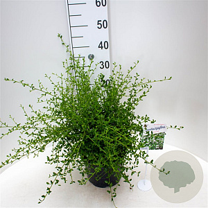 Ceanothus thyr. 'Millerton Point' 30-40 cm 5,0L