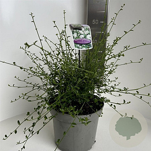 Ceanothus thyr. 'Millerton Point' 30-40 cm 5,0L