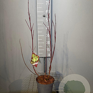 Cornus alba 'Elegantissima' 50-60 cm 3,0L