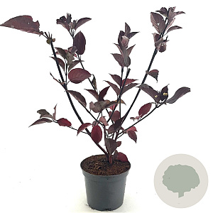 Cornus alba 'Kesselringii' 50-60 cm 3,0L