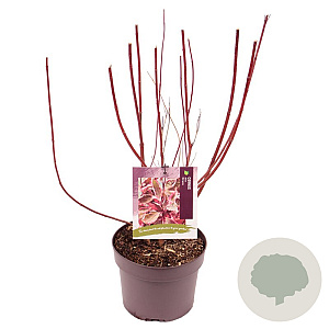 Cornus alba Miracle 40-50 cm 3,0L