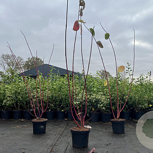 Cornus alba 'Sibirica' 60-80 cm 3,0L