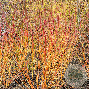 Cornus sang. Winterflame 50-60 cm 3,0L