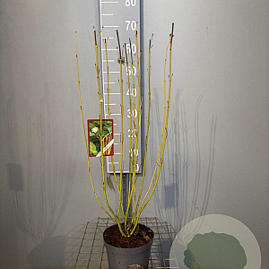 Cornus sericea 'Flaviramea' 50-60 cm 3,0L
