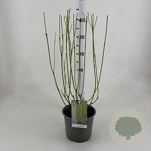 Cornus sericea 'Flaviramea' 50-60 cm 3,0L