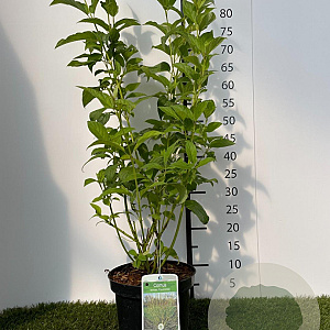 Cornus sericea 'Flaviramea' 60-80 cm 3,0L