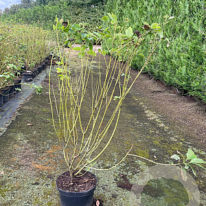 Cornus sericea 'Flaviramea' 80-100 cm 5,0L