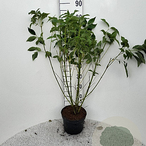 Cornus sericea 'Flaviramea' 80-100 cm 5,0L