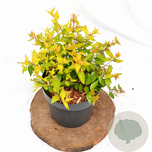 Abelia grandifl. 'Francis Mason' 25-30 cm 3,0L