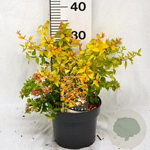 Abelia grandifl. 'Francis Mason' 25-30 cm 3,0L