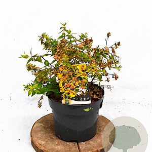 Abelia grandifl. 'Francis Mason' 25-30 cm 3,0L