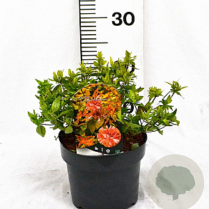 Abelia grandifl. 'Kaleidoscope' 25-30 cm 3,0L