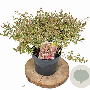 Abelia grandifl. Magic Daydream 25-30 cm 3,0L