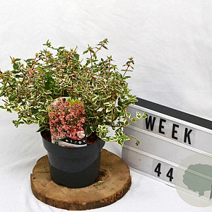 Abelia grandifl. Magic Daydream 25-30 cm 3,0L