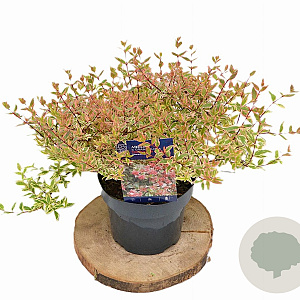 Abelia grandifl. Tricolor Charm 25-30 cm 3,0L