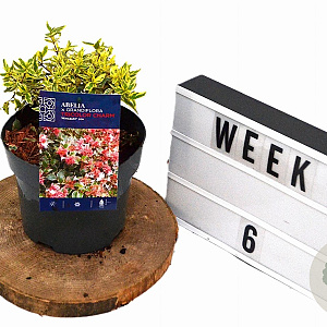 Abelia grandifl. Tricolor Charm 25-30 cm 3,0L