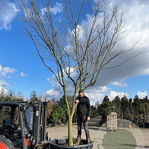 Acer palmatum 500-550 cm cont. 1000L solitair
