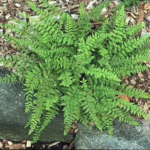 Cheilanthes lanosa GM P9