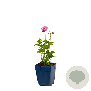Anemone hyb. 'Pamina' GM  P11