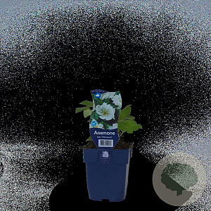 Anemone hyb. 'Whirlwind' GM  P11