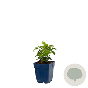 Anemone sylvestris GM  P11