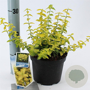 Euonymus fort. Goldy 20-25 cm 2,0L