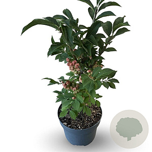 Euonymus phellomanus 30-40 cm 4,0L