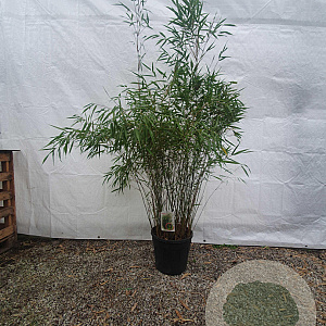 Fargesia scabrida 'Asian Wonder' 125-150 cm 15L