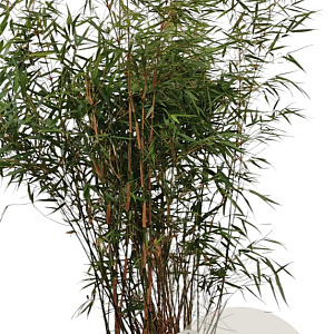 Fargesia scabrida 'Asian Wonder' 125-150 cm 15L